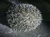 Hedgehog