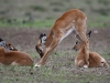 ImpalaYoga