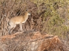 Klipspringer