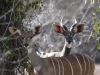 Kudu