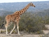 NubianGiraffe