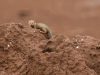 SDMongoose