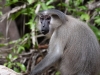 TanaRMangabey