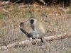 Vervet
