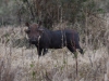 Warthog
