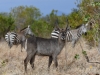 Waterbuck