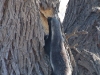 Honey badger
