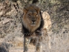 Kalahari lion
