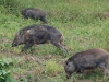 Wild boars