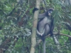 Dusky langur