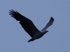 White-bellied sea eagle