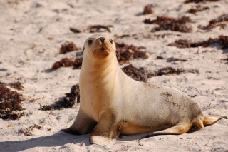 Ohmygod it's a sealion pup, captain of cute