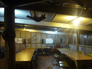 Spot the possum. He's staying very, very still on purpose so you can't see him. Look carefully...
