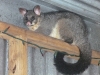Safe again, though still cornered, the possum stares at us reprovingly