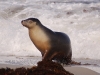 This fella strides out of the water like he\'s modelling a new swimwear collection