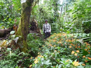 In the jungle again, looking for birds - the cloud forest is alive with birdsong, more than anywhere I've ever heard, Amazon and NZ included
