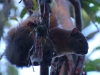 There are mammals in the forest too, though the only one we saw on our morning walk was this squirrel