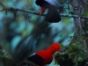 And these are the Cock-of-the-Rock, trying to outdo each other in bright colours and making silly noises