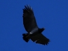 Some of the largest birds in or above the cloud forest are raptors, of course - the Barred Hawk