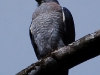 And this is the Double-toothed Kite, expert in small lizard gobbling apparently