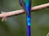 But my favourite is this one, the beautiful... erg. It\'s horrible not having a bird book. I\'ve forgotten which one it is