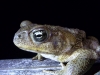 And this wonderful looking warty toad