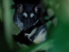And even one final mammal for our year-long list, the Four-eyed Opossum