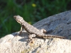 Lizard on a rock
