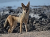 Black-backed jackal