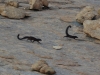 Black mongoose