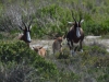 Bontebok