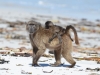 Chacma baboon