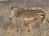 Hartmann zebra