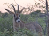 Roan antelope