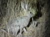 Scrub hare