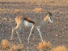Springbok
