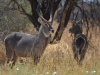 Waterbuck