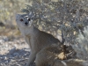 Yellow mongoose