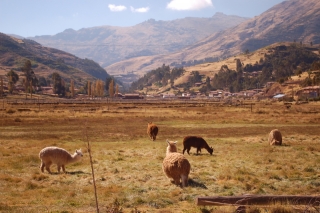 Llamas, mountains and such on the way to the Sacred Valley