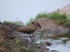 Hamerkop with frog