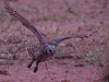Owl in flight