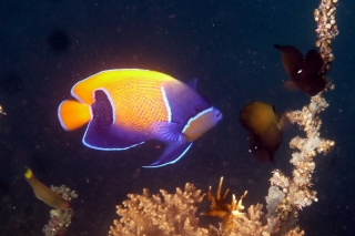 This chap absolutely wins the prize as Most Colourful Fish on the reef