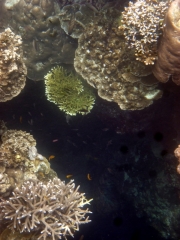 Looking straight down a coral 'canyon' into blue bottomless depths - gulp