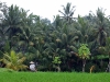 Traditional hats still very much in evidence on the rice paddies - definitely not just an unwise tourist purchase