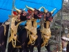 These three beautiful bulls are all going to be burned as part of a funeral celebratino