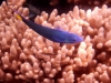 This little fish is unknowingly making a nice colour combination with the coral