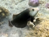 This fish reminds me of someone or something, but I can\'t think what. Feel free to drop us a comment with any ideas!