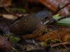 Ant-pitta #3, the Moustached Ant-pitta - surely if it\'s below his beak it must be a beard?