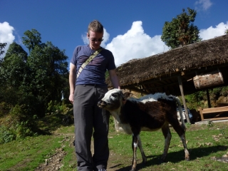 This solicitous calf came to lick my ankle after I twisted it