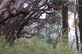 The gnarly rhododendron forests of the mountains